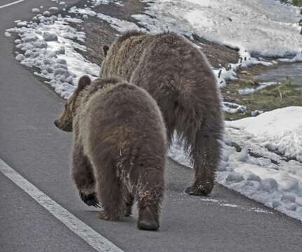 Image of grizzly bear