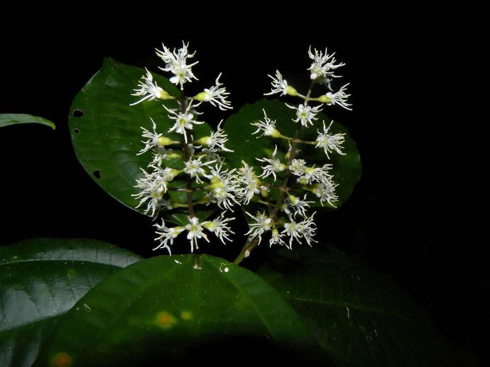 Image of Miconia gracilis Triana