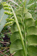 Image of grapefern