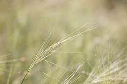 Imagem de Stipa