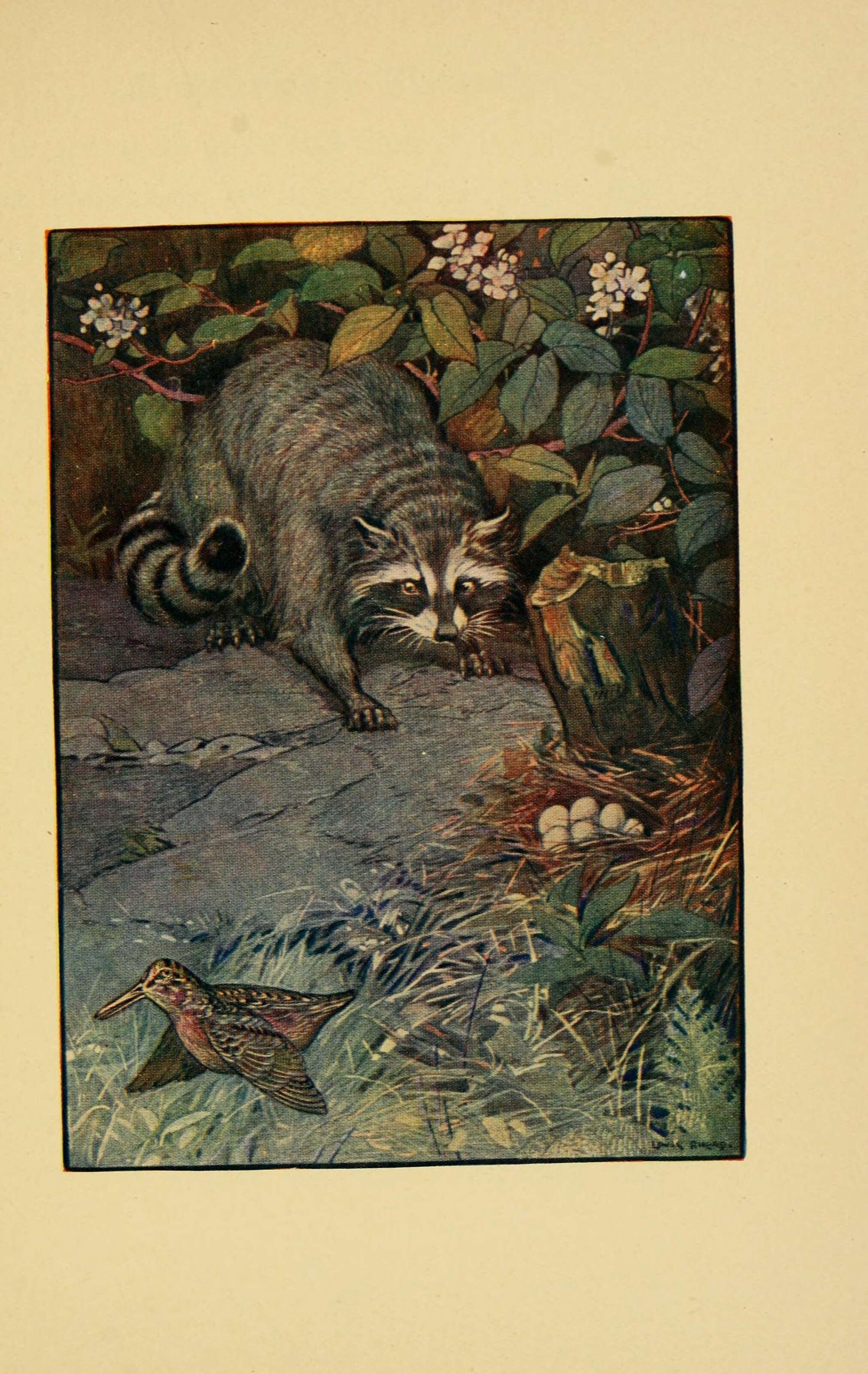 Image of Raccoons