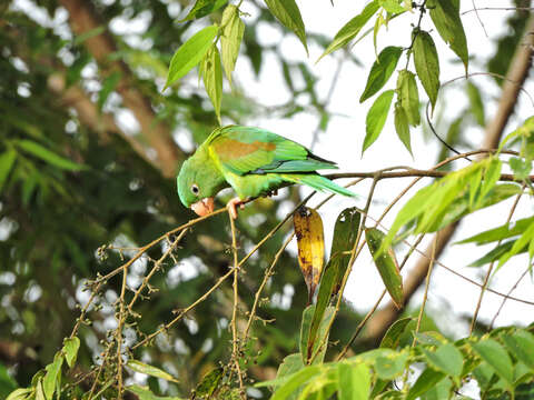 Image of Orange-chinned Parakeet