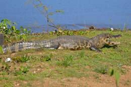 Image of Yacare caiman