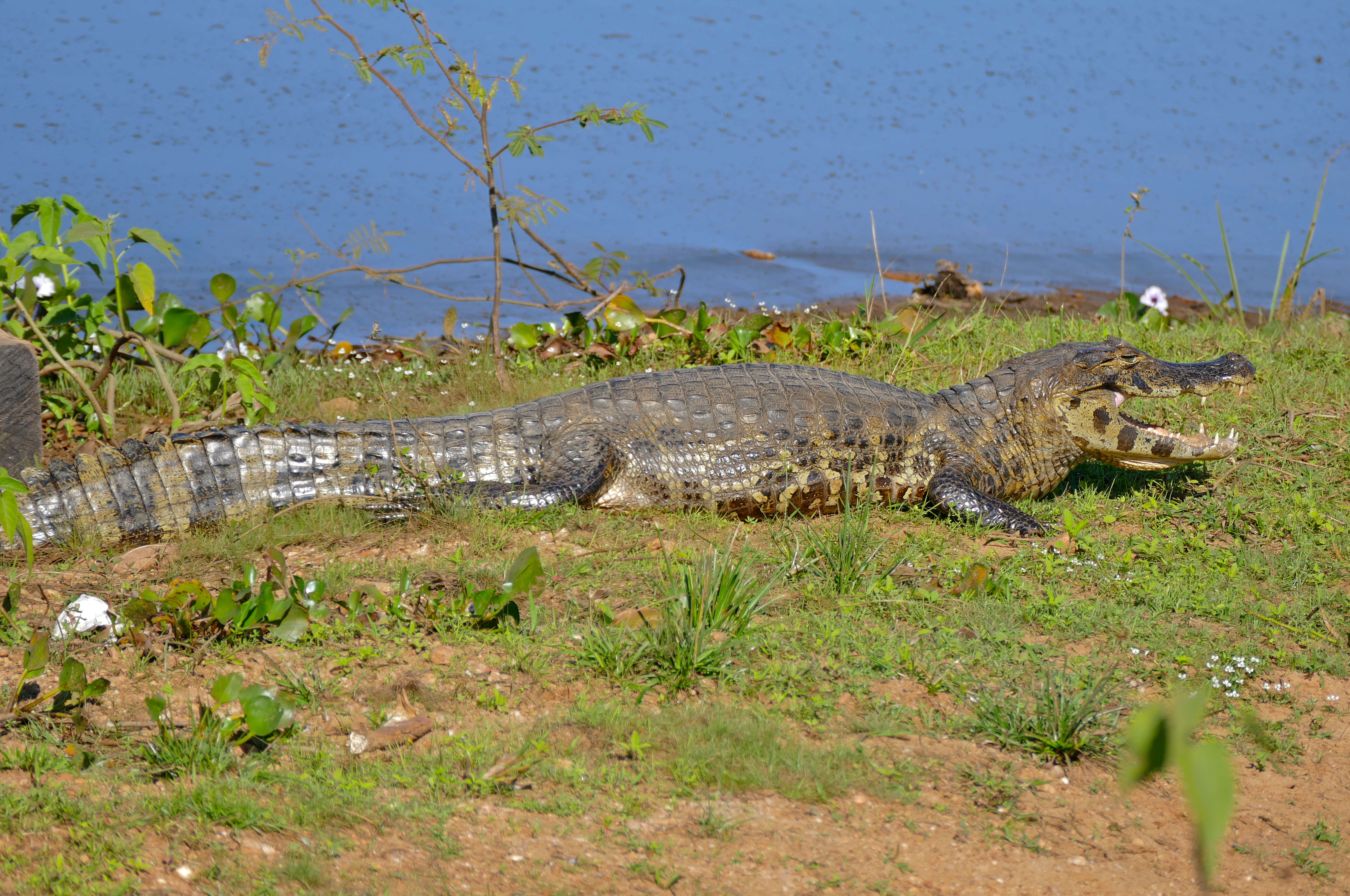 Image of Caimans