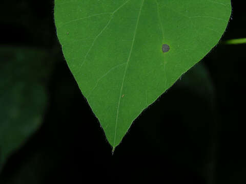 Image of Cissampelos tropaeolifolia DC.