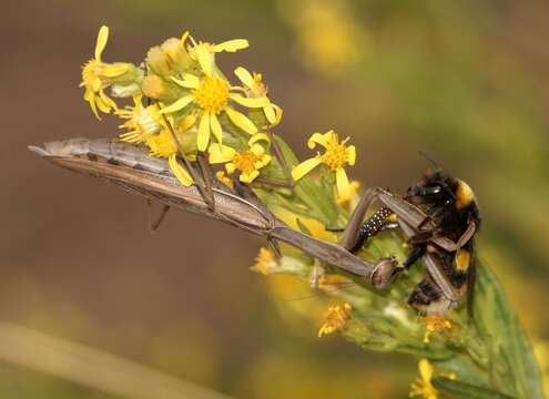 Image of Mantis