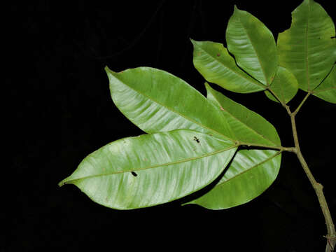 Image of Macrolobium costaricense W. C. Burger