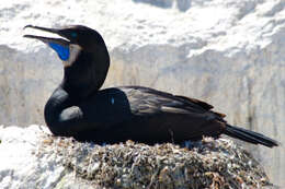 Image of Phalacrocorax Brisson 1760