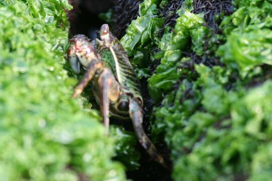 Image of Shore crab