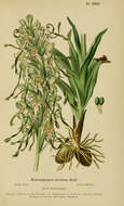Image of Himantoglossum