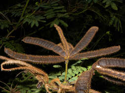 Image of sensitive plant