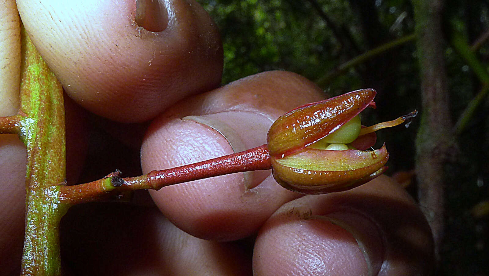 صورة Ouratea gigantophylla (Erhard) Engl.