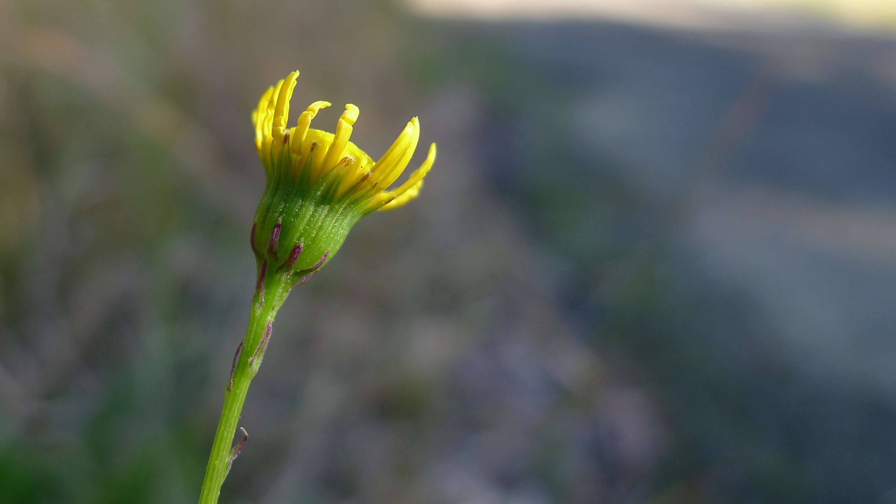 Image of Madagascar ragwort