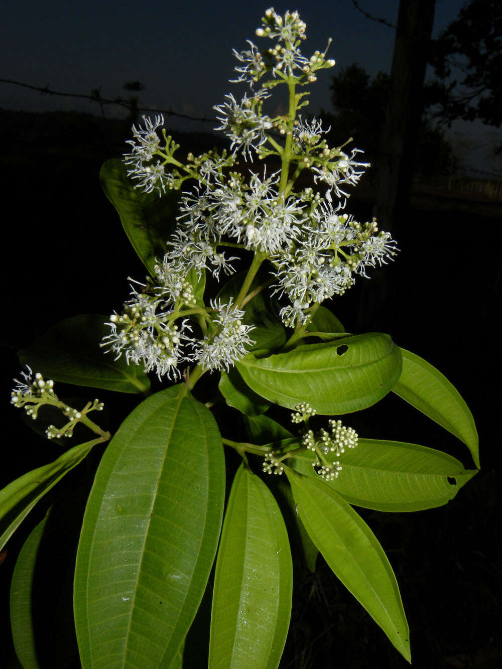 Image of Miconia poeppigii Triana