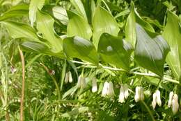 Image of Solomon's Seal