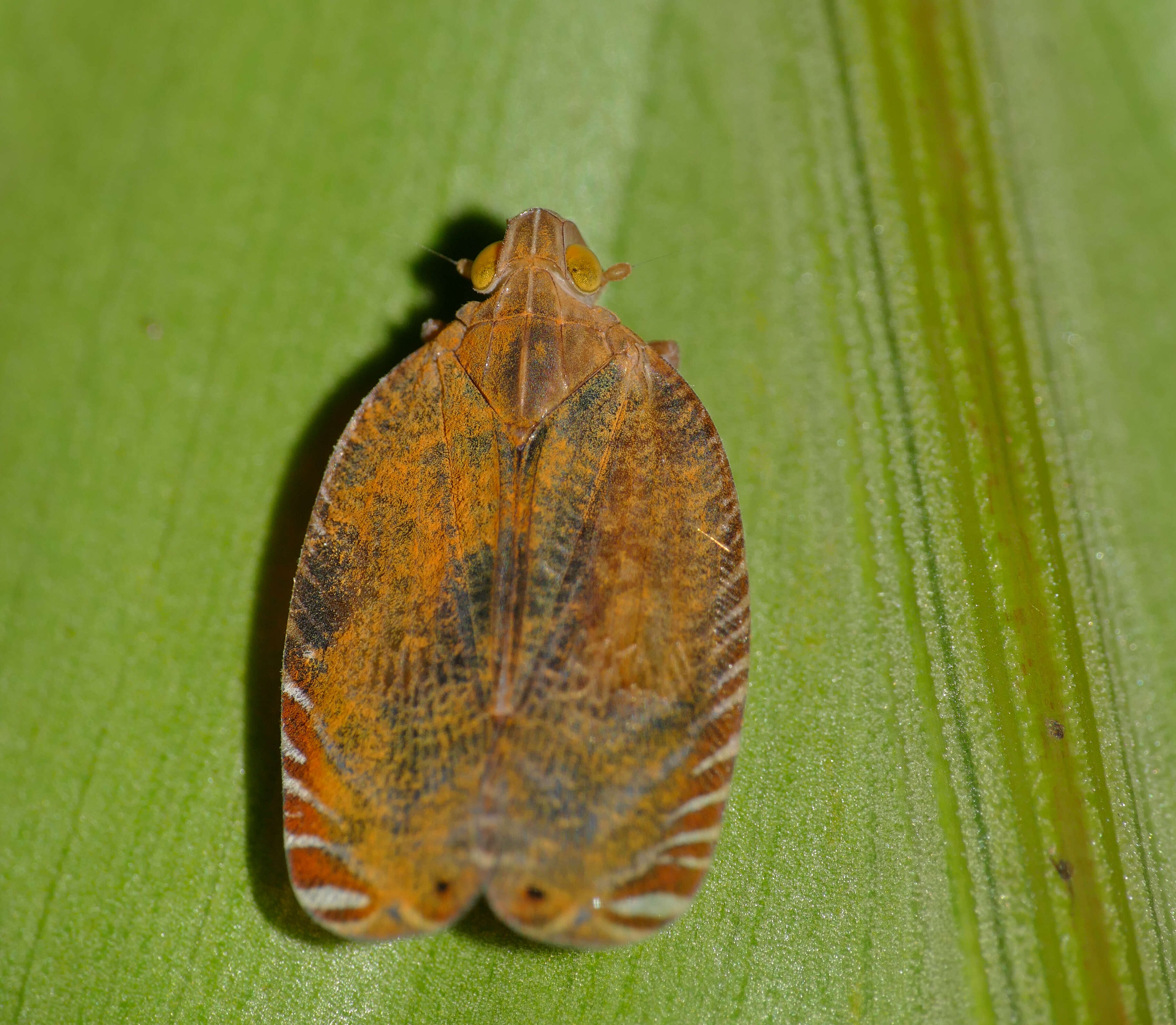 Image of Lophopidae