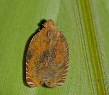 Image of Apia lineolata Distant 1909