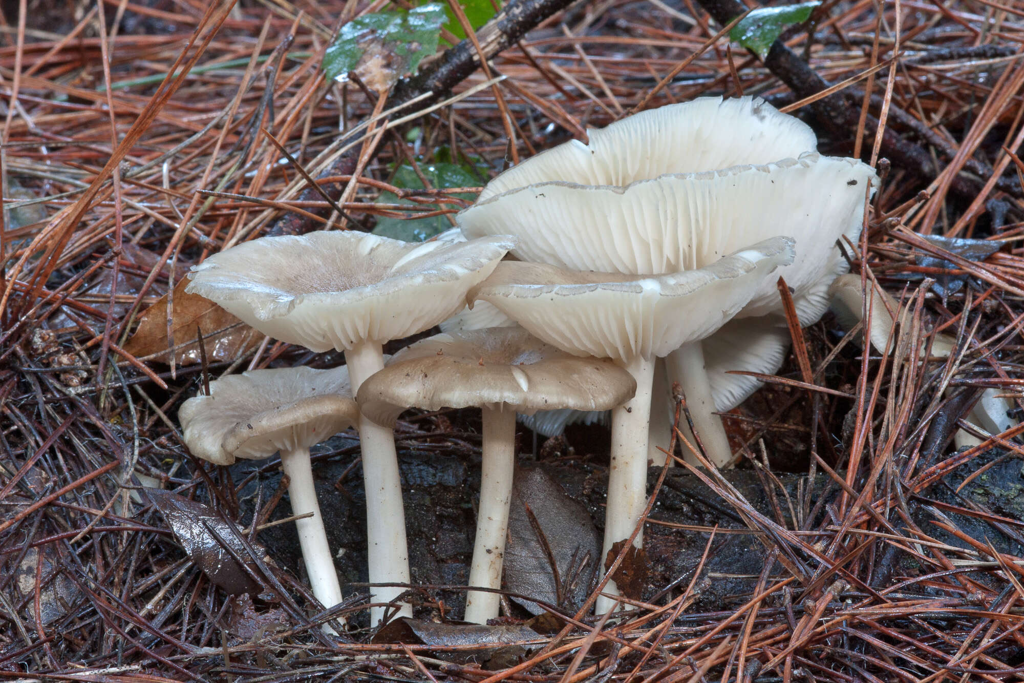 Image of Megacollybia platyphylla (Pers.) Kotl. & Pouzar 1972