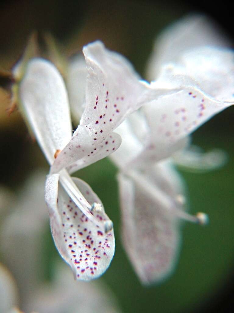 Image of speckled spur flower