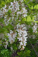 Image of black locust