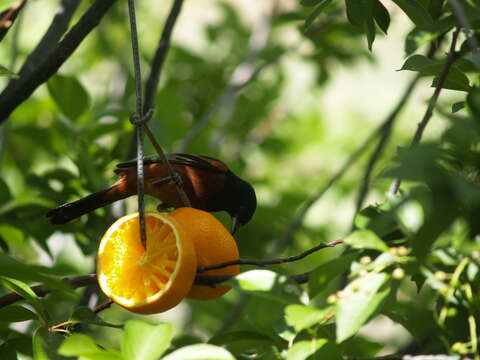 Image of New World orioles