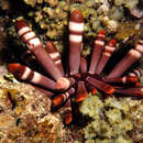 Image of Brown pencil urchin