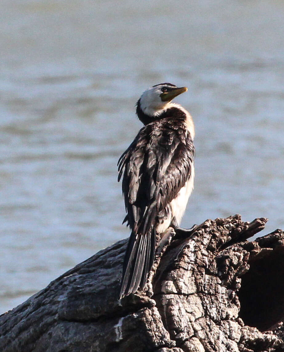 Image of Dwarf cormorants