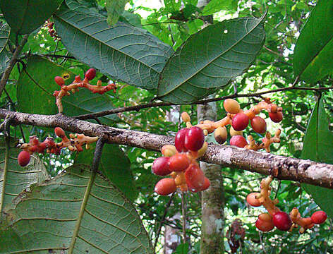 Image of Sorocea affinis Hemsl.