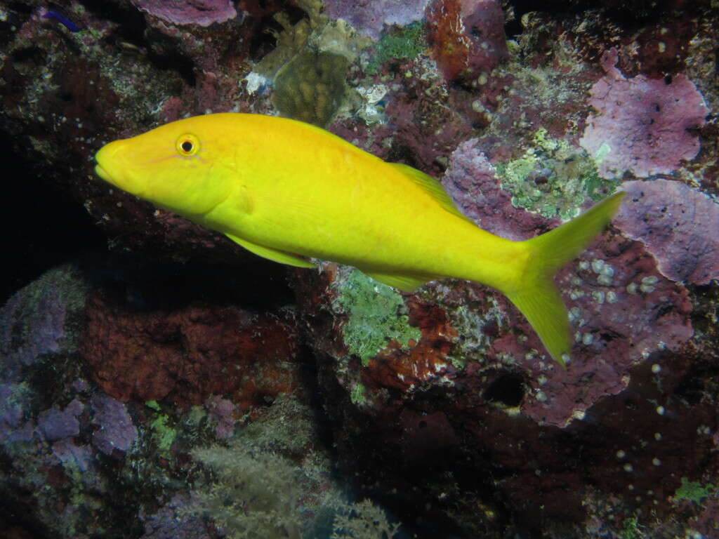 Image of Goldsaddle goatfish