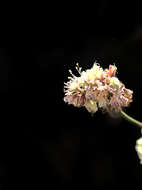 Imagem de Eriogonum nudum var. psychicola Reveal