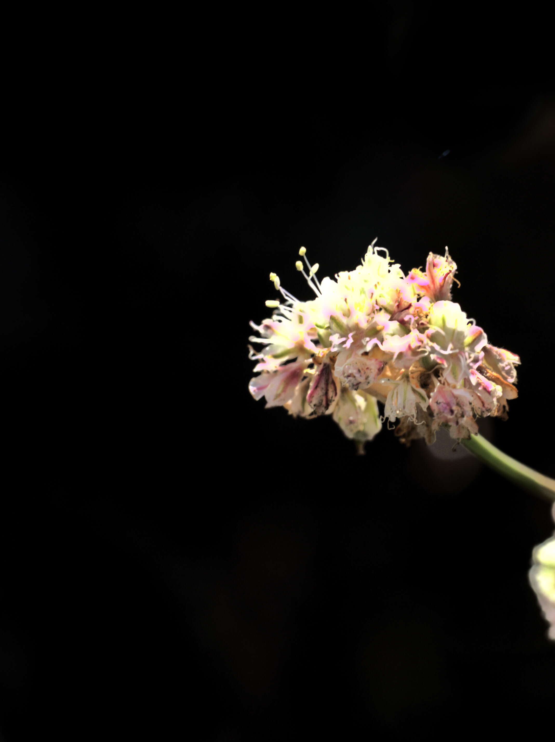 Imagem de Eriogonum nudum var. psychicola Reveal