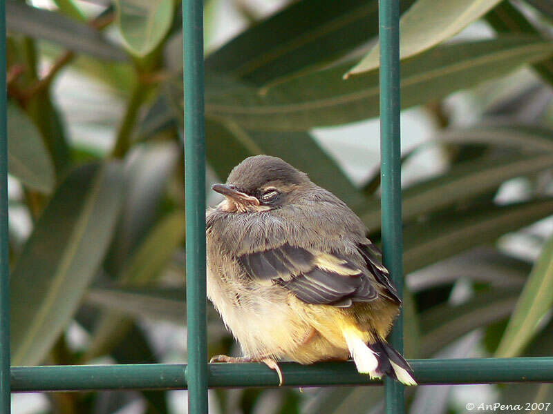 Image of Grey Wagtail