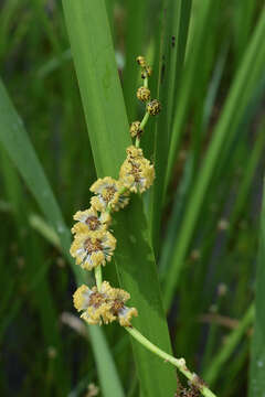 Image of bur-reed