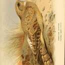 Image of Egyptian Nightjar