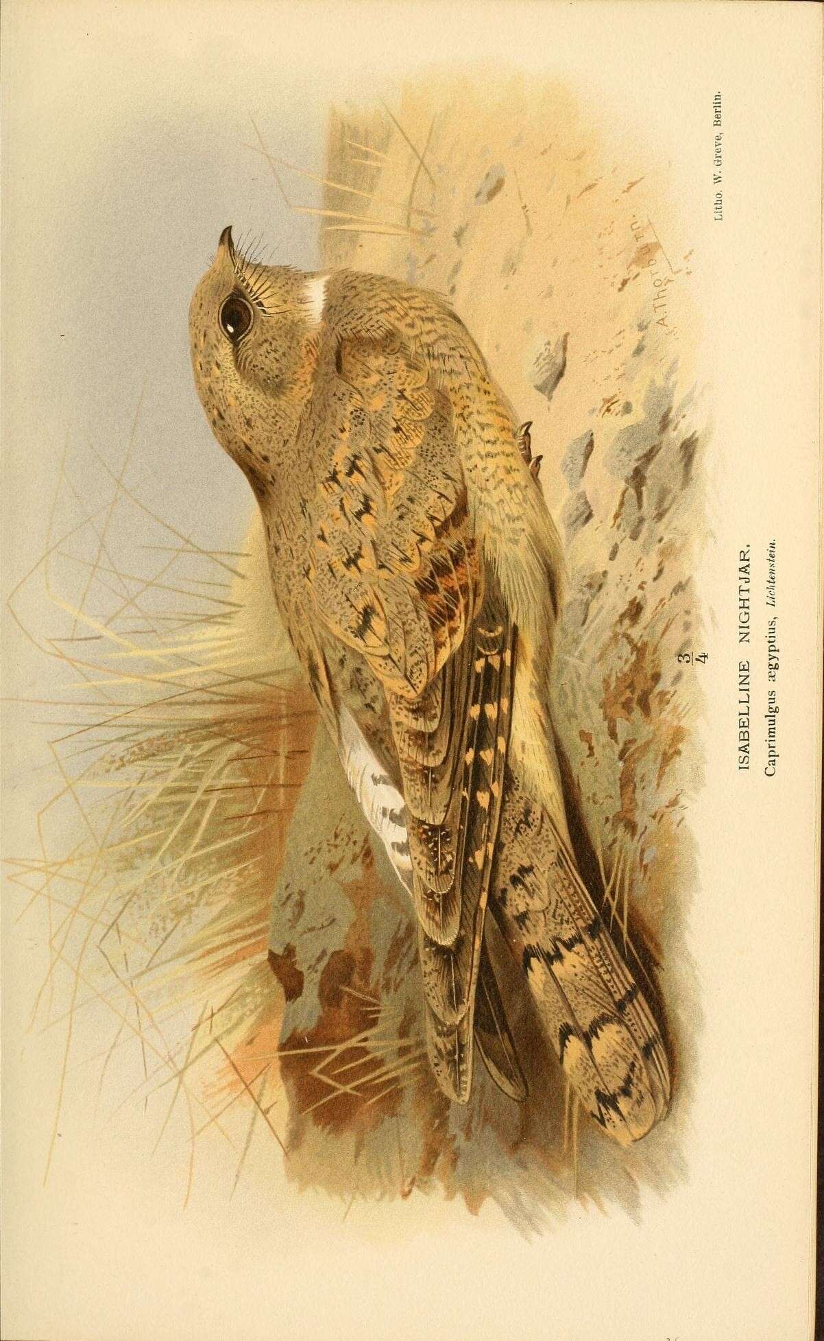 Image of Egyptian Nightjar