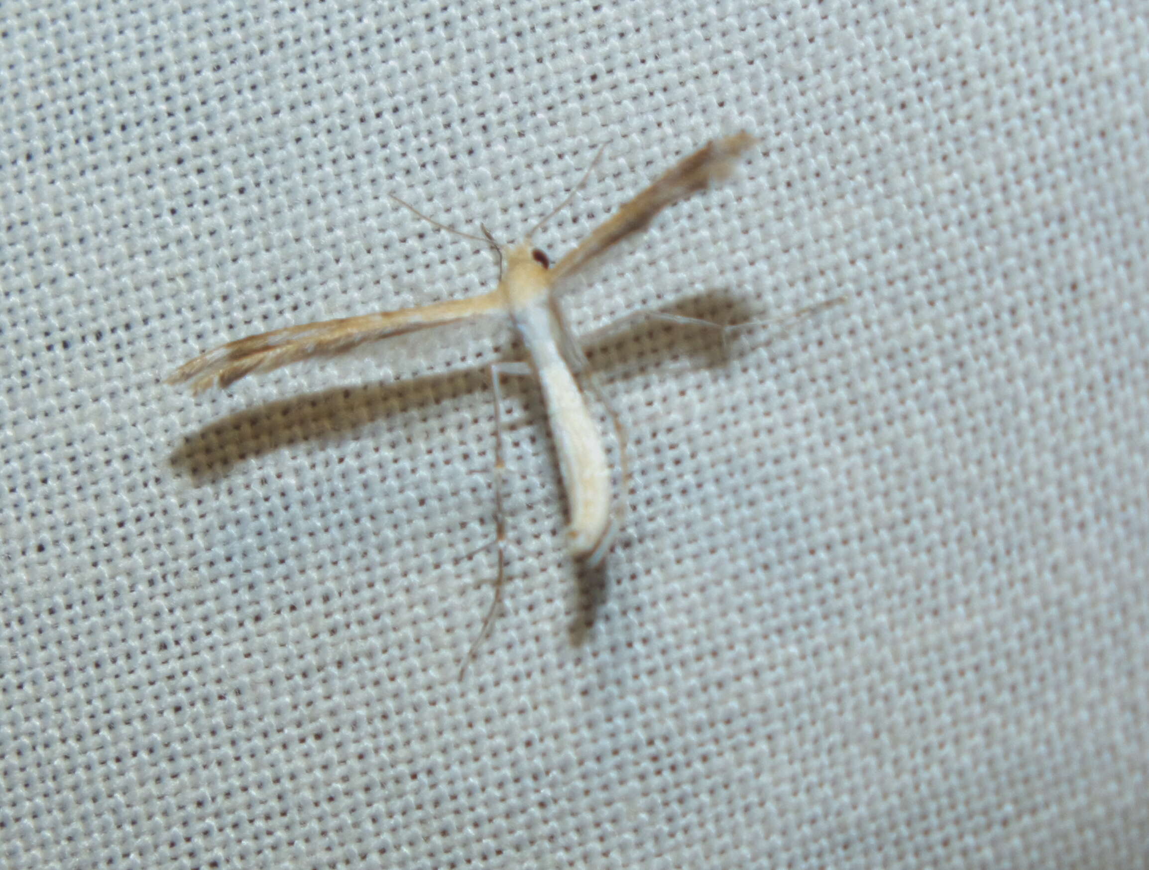 Image of Pterophoroidea