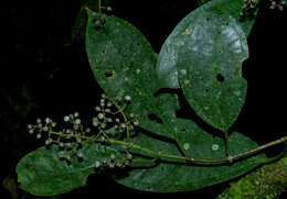 Image of Miconia