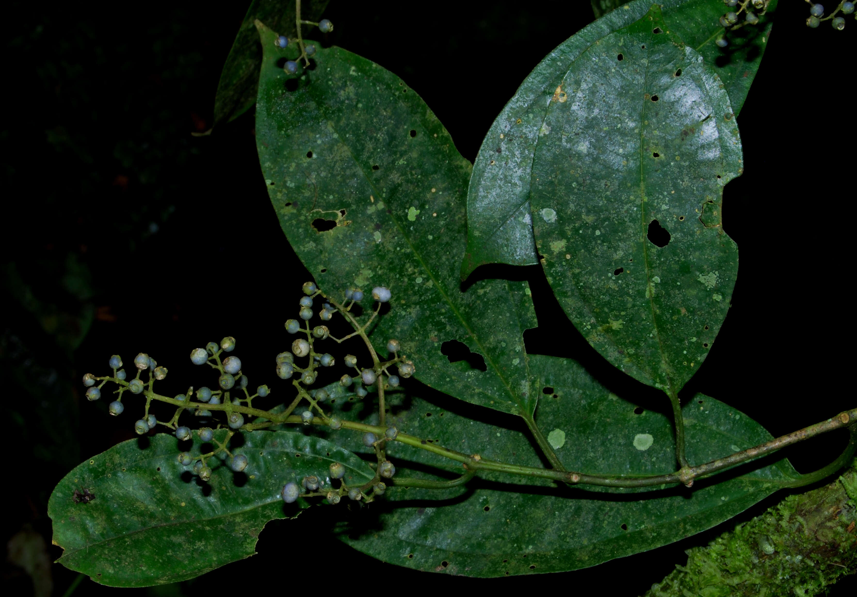 Image of Miconia