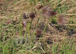 Image of pasqueflower