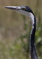 Image of Ardea Linnaeus 1758