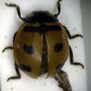 Image of Transverse Lady Beetle