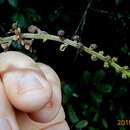 Imagem de Dioscorea piperifolia Humb. & Bonpl. ex Willd.