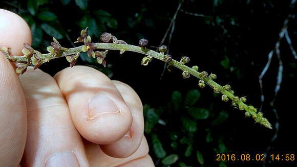 Слика од Dioscorea piperifolia Humb. & Bonpl. ex Willd.