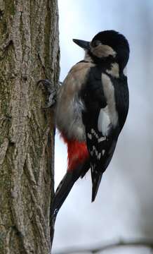 Image of Great Spotted Woodpecker