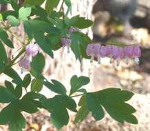 Image of bleeding heart