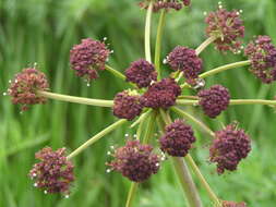 Lomatium multifidum (Nutt.) R. P. Mc Neill & Darrach resmi