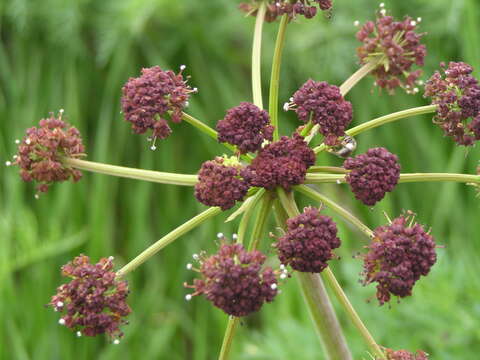 Image of carrotleaf biscuitroot