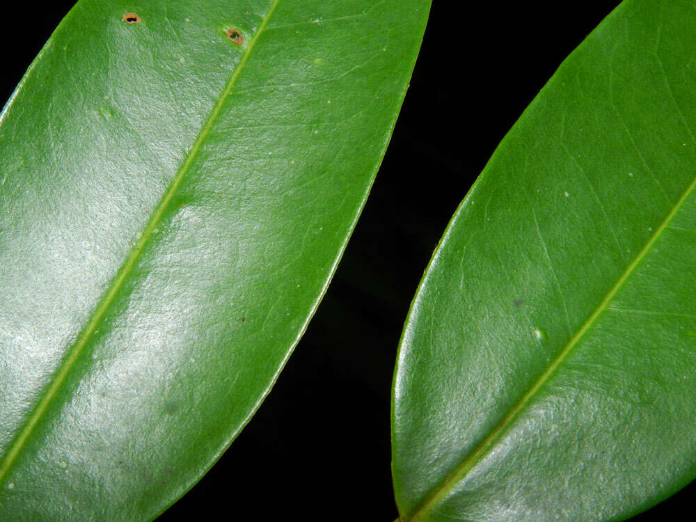 Xylopia sericophylla Standl. & L. O. Williams resmi