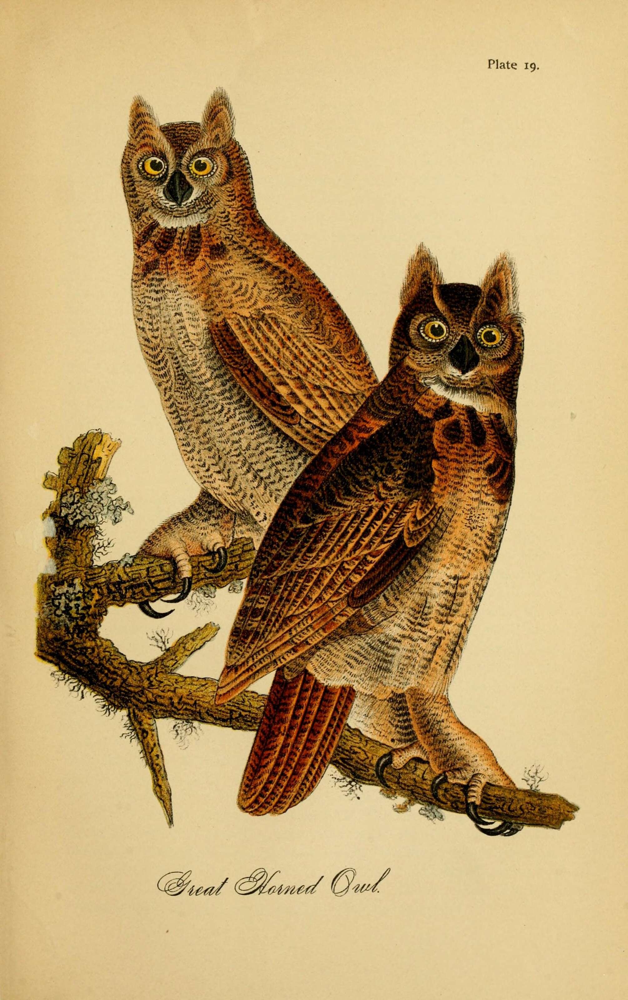 Image of Eagle-owls