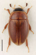 Image of Water scavenger beetle